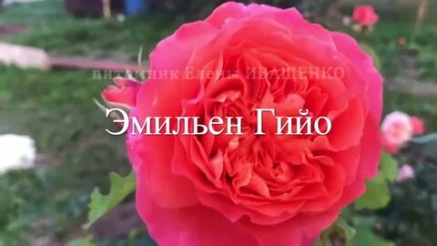 Питомник иващенко розы каталог на весну 2025