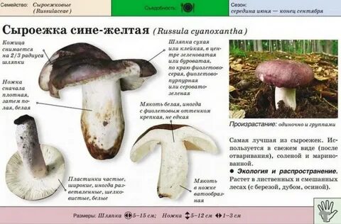 Ложные сыроежки фото и описание