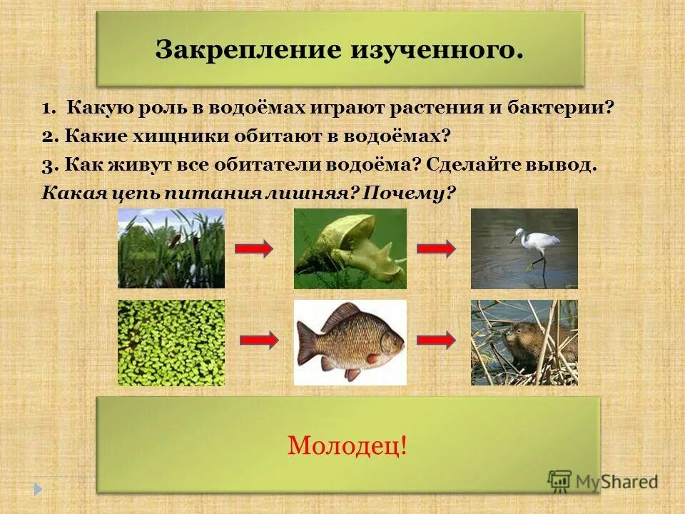 Цепи питания в водоеме примеры. Цепь питания пресного водоема 3 класс окружающий. Цепь питания пресного водоема 4 класс. Цепи питания характерные для пресных вод. Цепь питания пресноводного водоема.