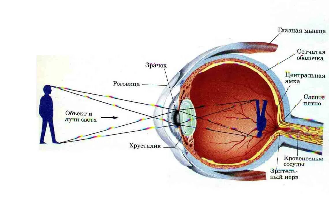 Какие тела мы видим. Органы чувств человека глаз анатомия. Как устроено зрение человека. Как работают глаза анатомия. Как работает зрение человека.