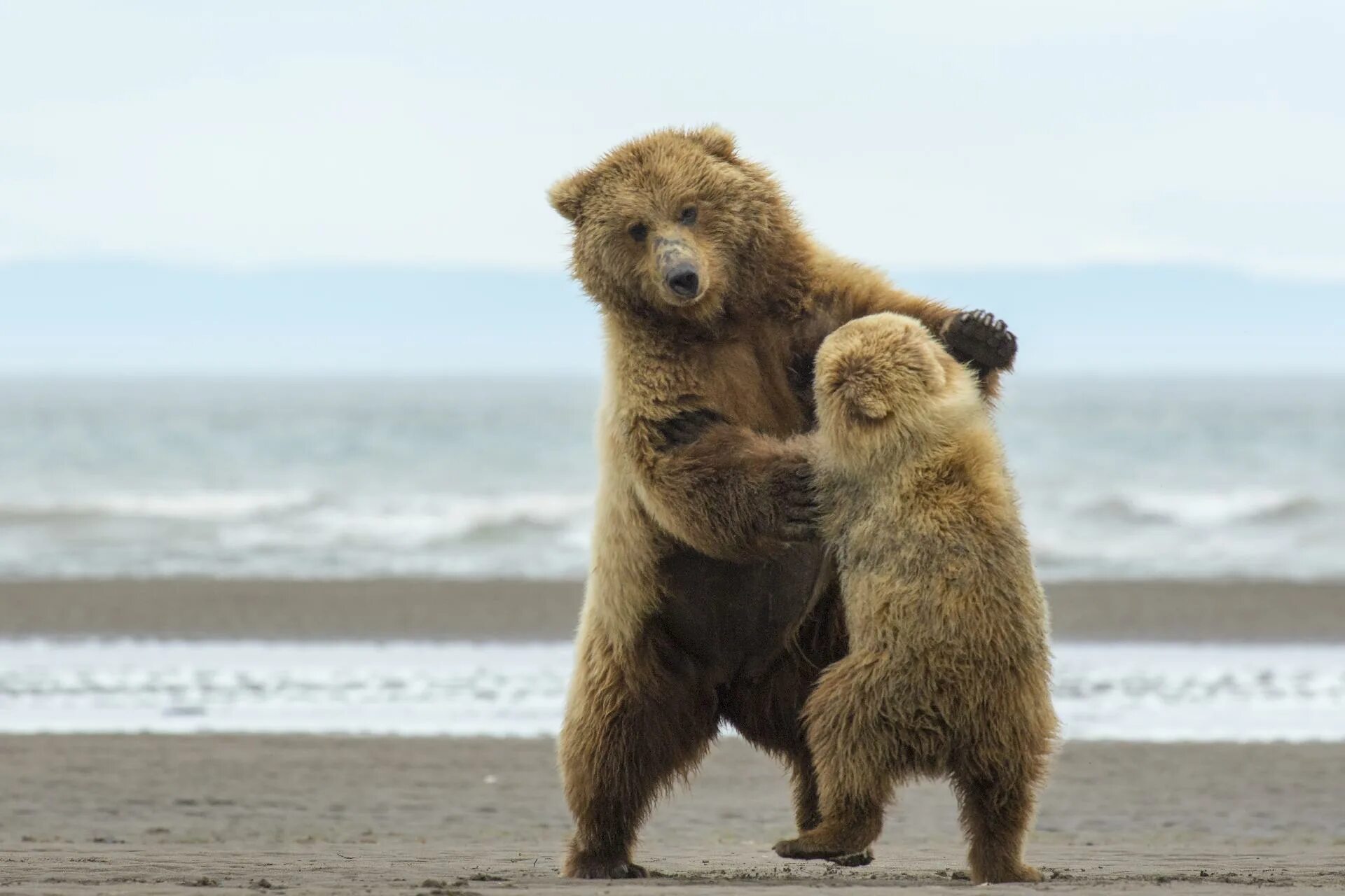 Медведь танцует. Забавный медведь. Прикольный медведь. Медвежонок танцует.