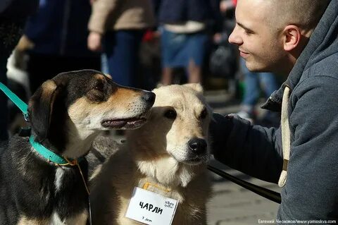Забирают добровольцев
