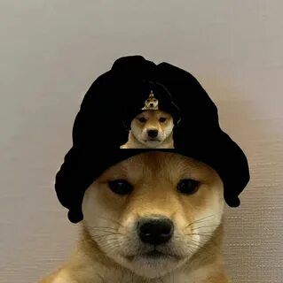 Dog sxe