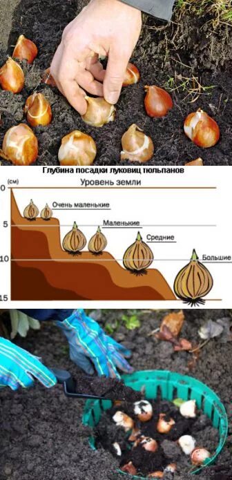 Можно тюльпаны сажать весной в открытый грунт. Посадка луковиц тюльпанов осенью в открытый грунт. Глубина посадки луковичных цветов. Посадка нарциссов весной в открытый грунт. Посадка лилий осенью в открытый грунт.