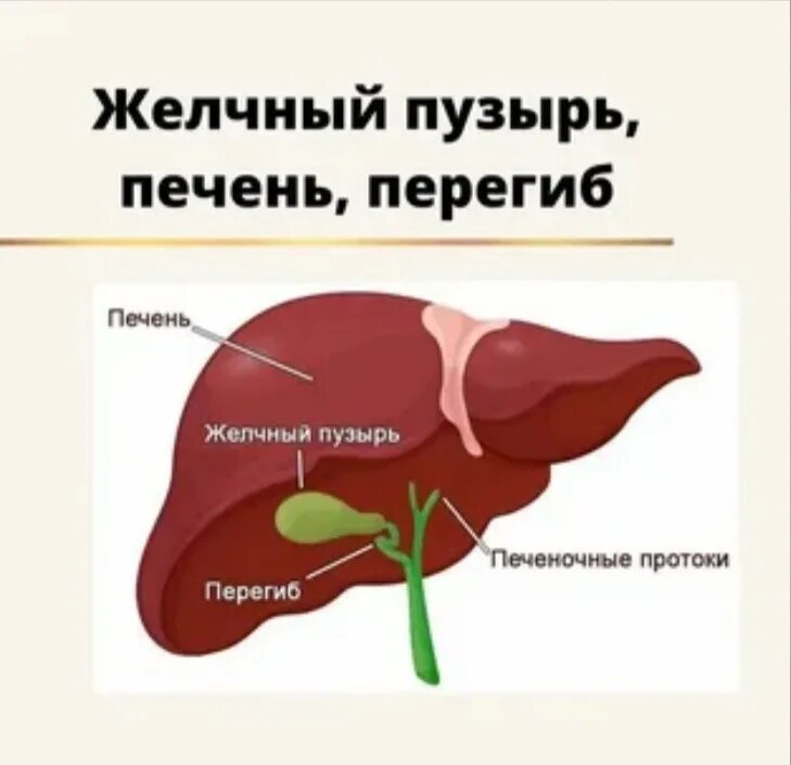 Продукты при перегибе желчного пузыря. Перегиб желчного пузыря. Загиб желчного. Двойной Перегиб желчного пузыря. Изгиб желчного.