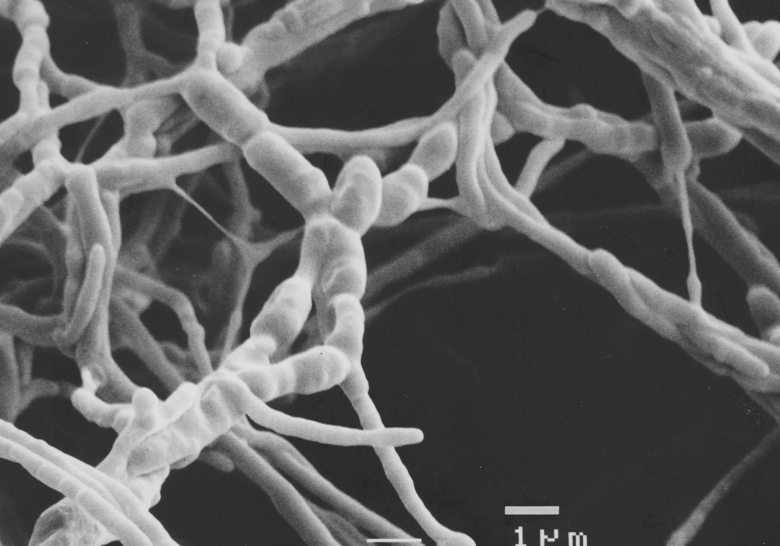 Почвенные бактерии это. Почвенные бактерии сапрофиты. Amycolatopsis orientalis. Сапрофиты актиномицеты. Frankia актиномицеты.