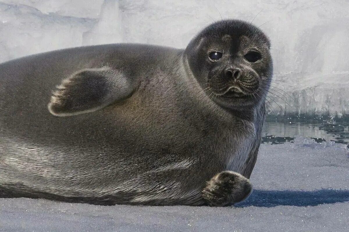 Где водятся нерпы