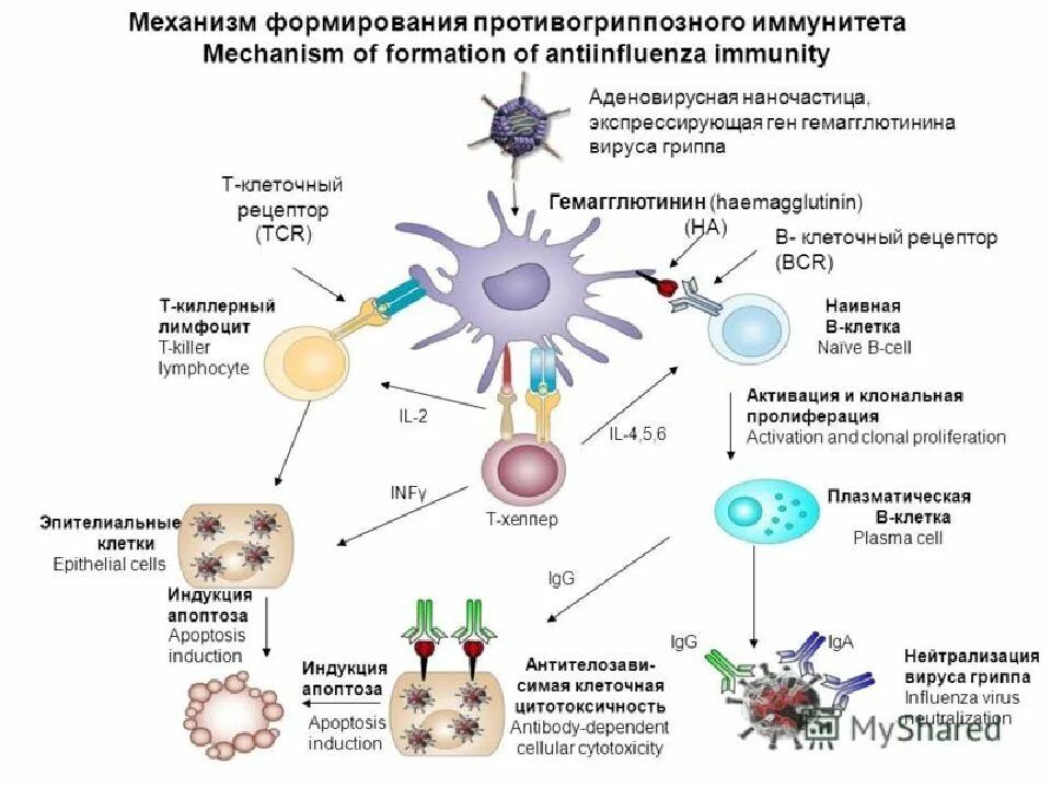 Развитие иммунного ответа