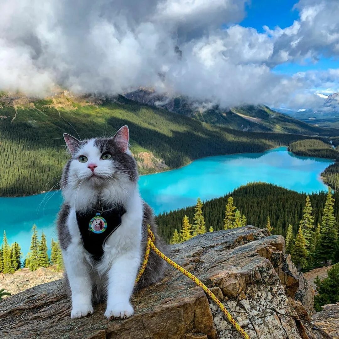 Gary The Adventure Cat Adventure cat, Cat rescue, Cats