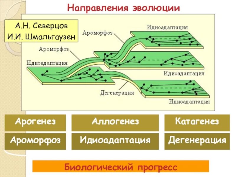 Дегенерации приводят к биологическому прогрессу. Направления эволюции ароморфоз идиоадаптация. Основные направления эволюции ароморфоз идиоадаптация дегенерация. Пути достижения биологического прогресса ароморфоз. Биологический Прогресс дегенерация идиоадаптация.