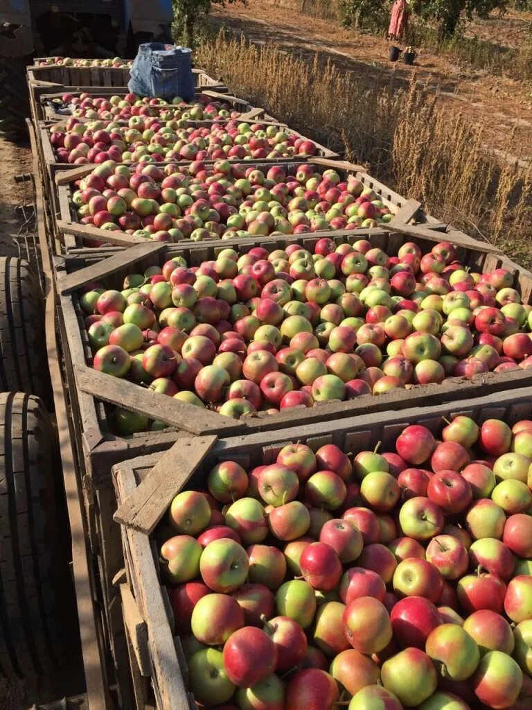 Где можно купить яблоки. Яблоневый сад. Яблоки в саду. Яблочный сад Ростовская область. Яблоневый сад Краснодар.