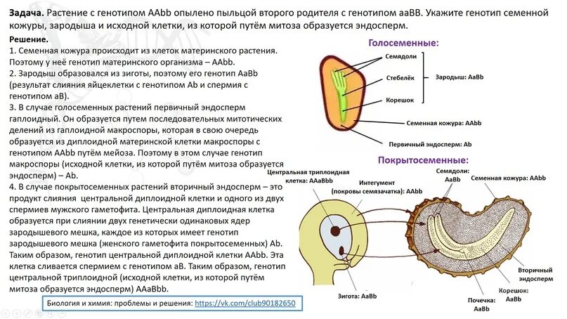 Какой набор хромосом имеет клетки эндосперма. Митоз эндосперма. эндосперм цветковых растений образуется.... первичный эндосперм. клетки семенной кожуры образуются из.