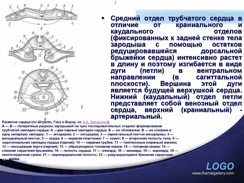 Трубчатое сердце отделы. Краниальный и каудальный отдел зародыша. Краниальный и каудальный это. Краниальная и каудальная части. Каудальное направление