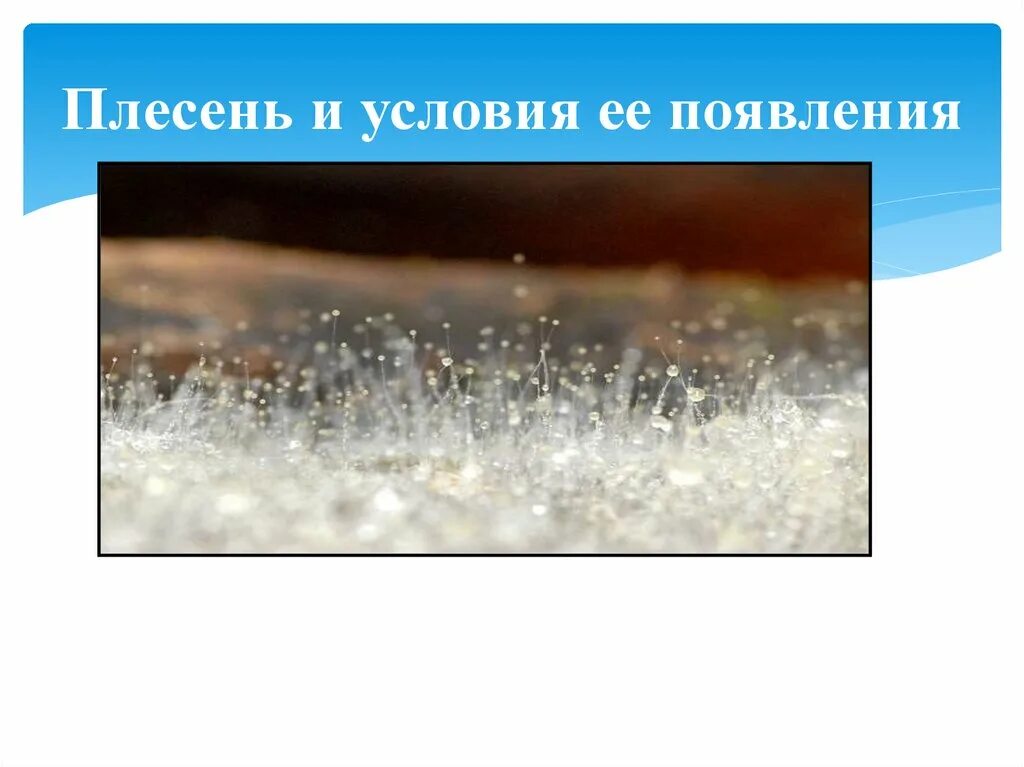 Образует белую плесень. Плесневые грибы сообщение. Образует белую плесень. Строение белого плесеня мукора. Плесень.