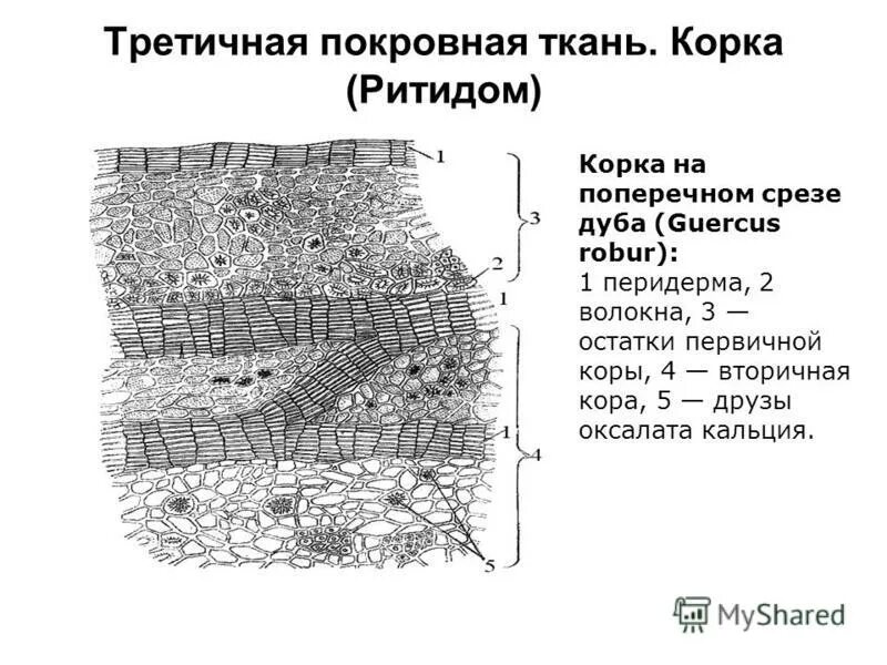 Корка ткани растений