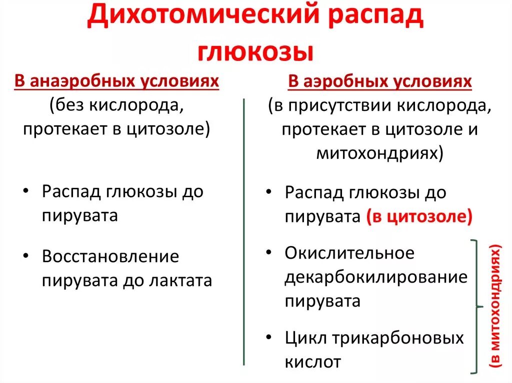 Пути распада. Этапы аэробного дихотомического окисления Глюкозы. Этапы дихотомического пути окисления Глюкозы. Дихотомический путь распада Глюкозы. Дихотомический распад Глюкозы.