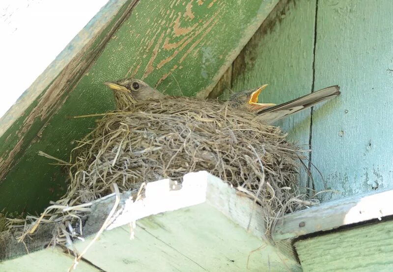 Гнезда птиц в домах. Воробей свил гнездо. Гнездо под крышей. Гнездо ласточки. Птицы гнездящиеся под крышей.