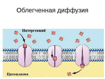 Пассивные мембраны