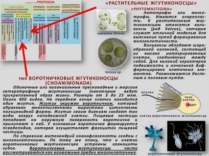 Споровики относятся к саркодовым