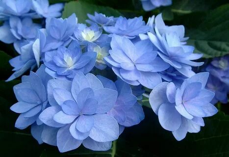 Romancing blue moon