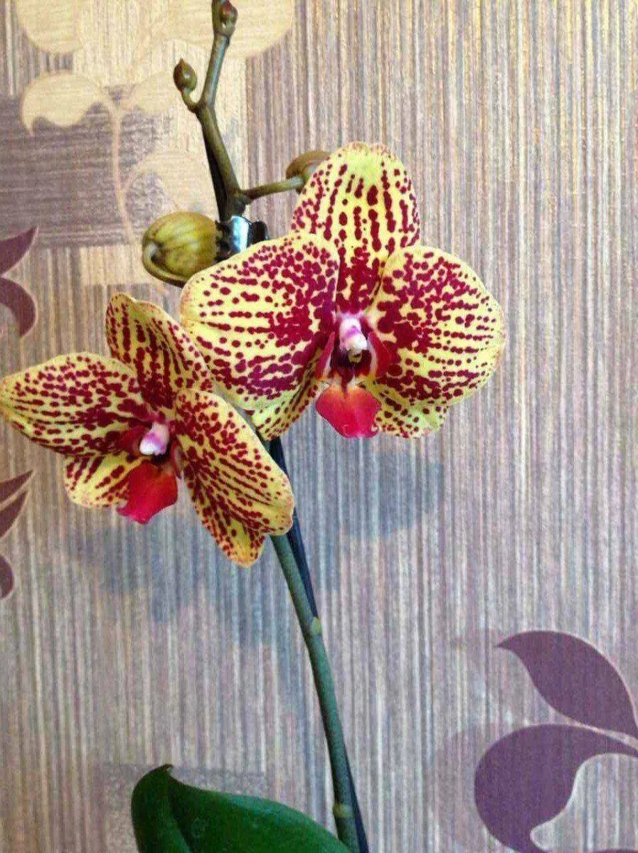 Орхидея карин алоха фото Орхидея карин алоха 71 фото