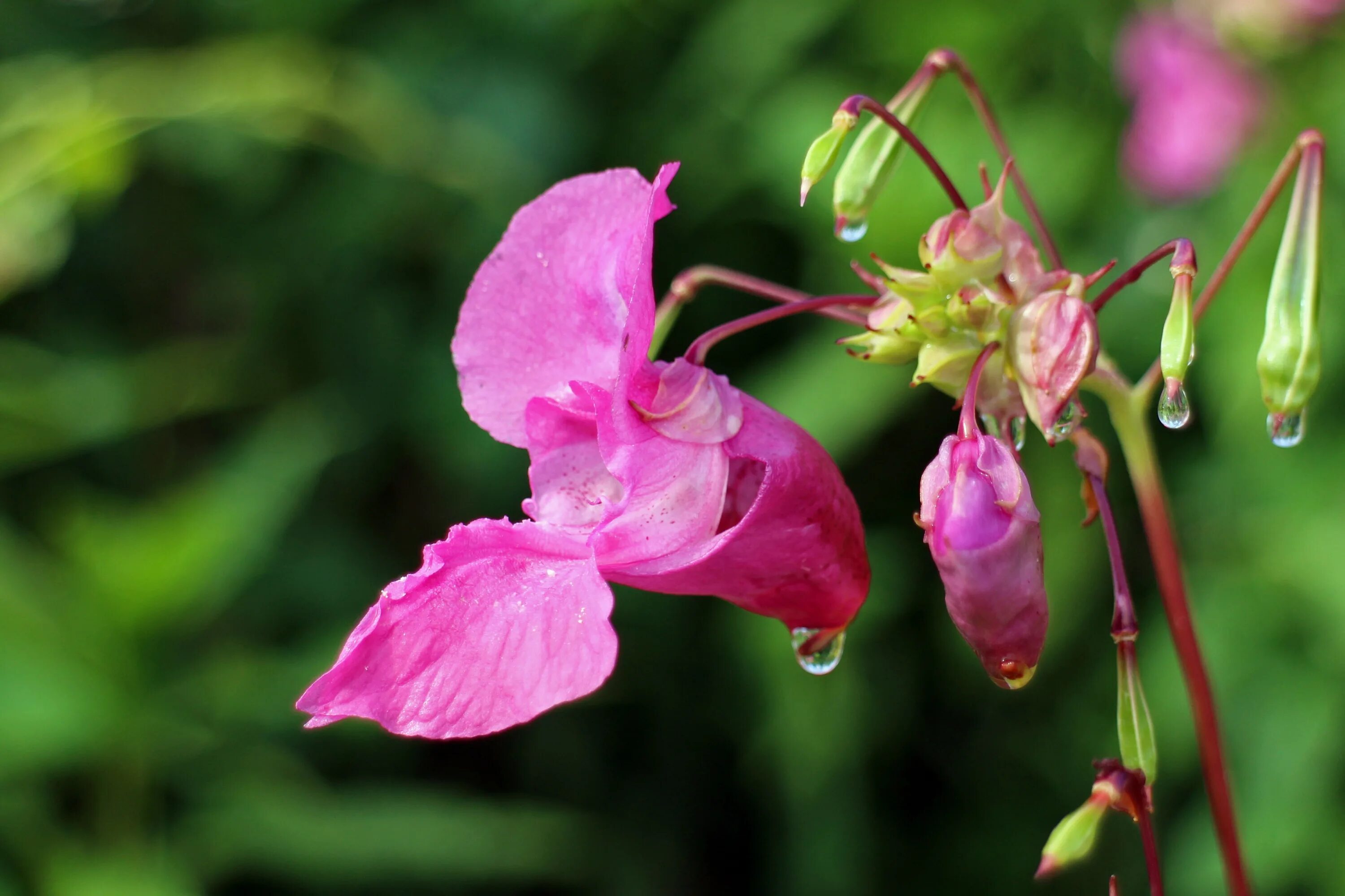 Жизнь похож на цветок. Impatiens glandulifera – бальзамин. Бальзамин недотрога дикий. Цветок бальзамин железконосный. Бальзамин Гималайский.