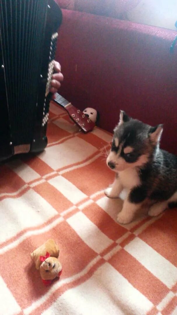 дарят собаку. подарили папе собаку. папа дарит щенка. забота о животных. подарили папе собаку.