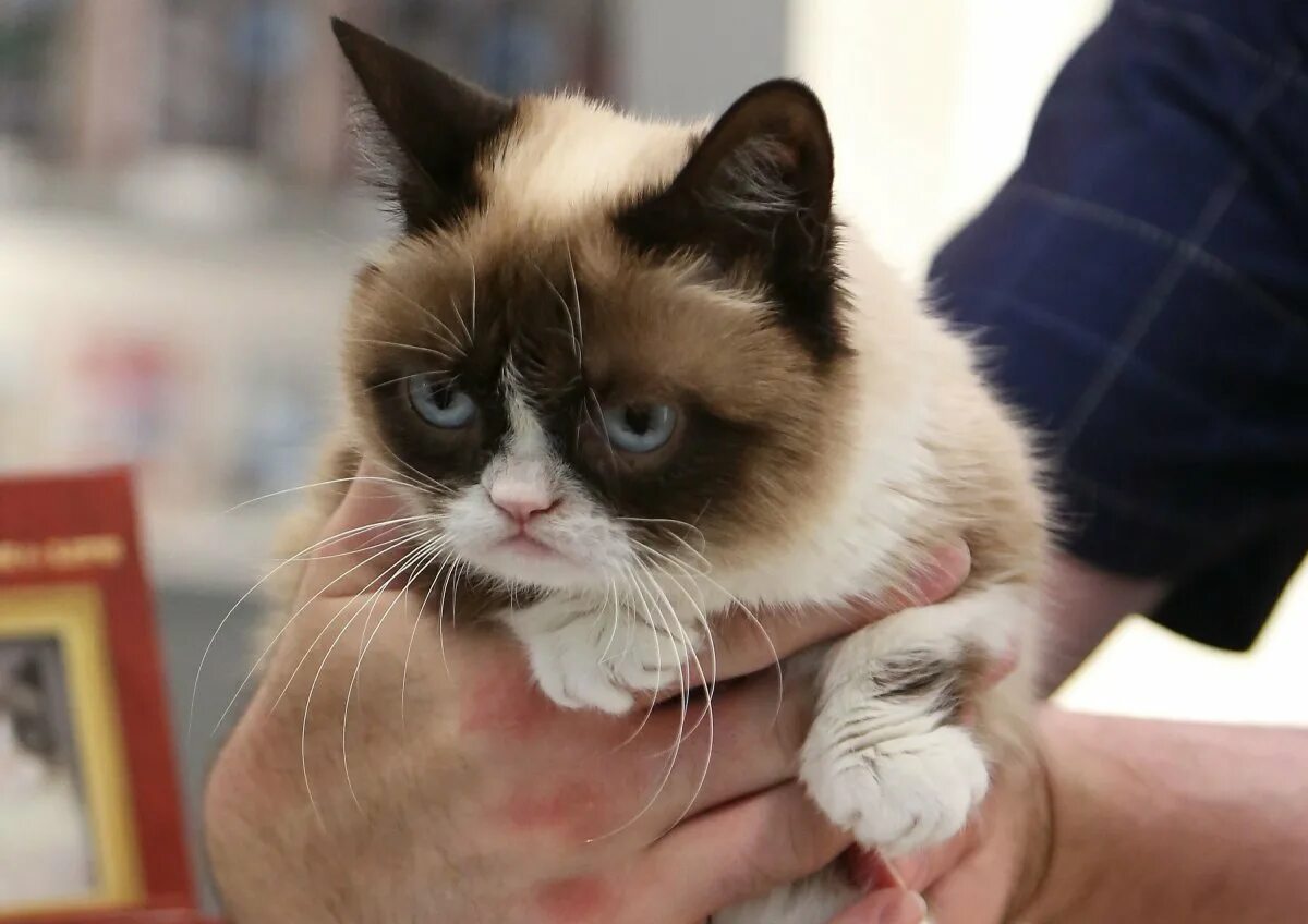 Угрюмый кот. Грэмми кэт. грампи кэт порода. угрюмый кот тард. grumpy cat соус тартар.