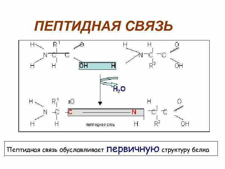 Образование пептидных связей структура белка. Первичная структура белков пептидная связь. Строение первичной структуры белковой молекулы, пептидная связь. Пептидная связь первичная структура. Пептидная связь структура белка.