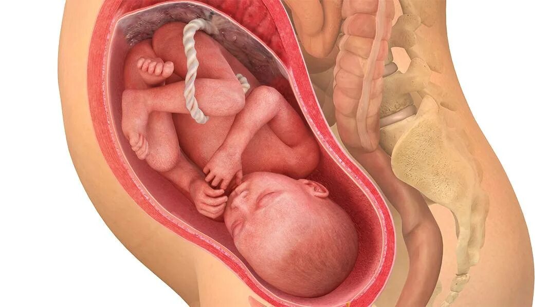 Ребёнок на 38 неделе беременности. Малыш на 38 неделе беременности. 38 неделя можно родить