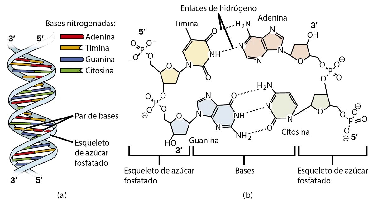 Полинуклеотид ДНК. Пары нуклеотидов в ДНК. Модель ДНК С азотистыми основаниями. Фосфат ДНК. Нуклеотид вируса