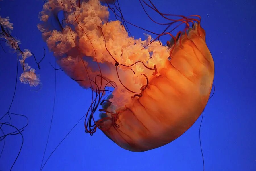 Мозг медузы. Сердце медузы. У медуз нет мозгов и кровеносных сосудов.. У медузы есть мозги