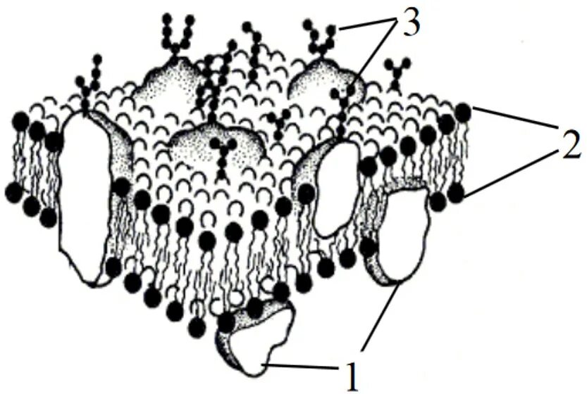 Строение клеточной мембраны эукариотической клетки. Клеточная мембрана ЕГЭ рисунок. Плазматическая мембрана ЕГЭ биология. Наружная клеточная мембрана рисунок.