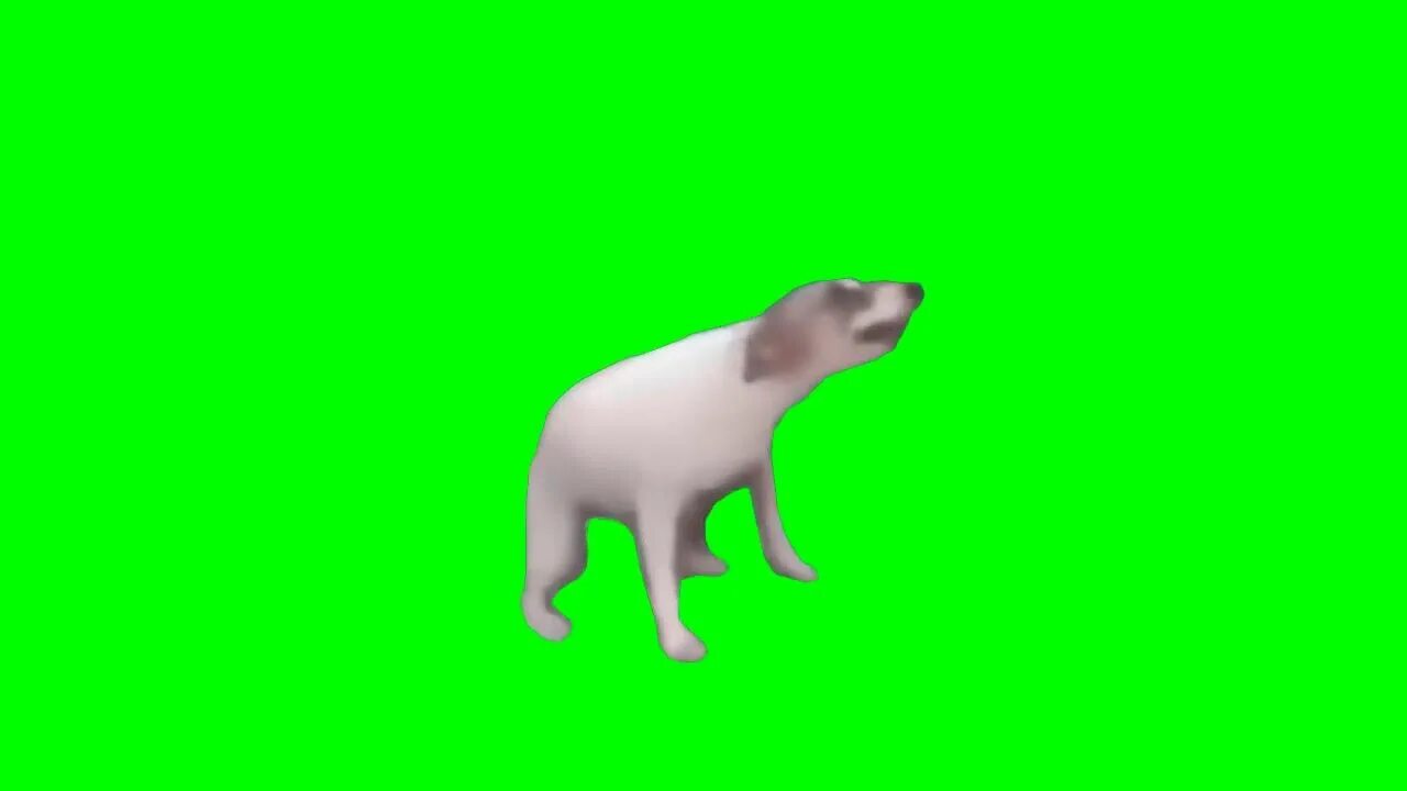 Кот хромакей видео
