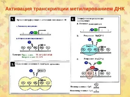 Репрессия транскрипции