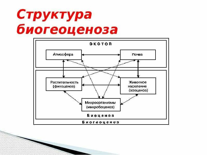 Схема биогеоценоза функции. Структура биогеоценоза схема. Состав экосистемы схема. Биогеоценоз схема пример. Биогеоценоз основа