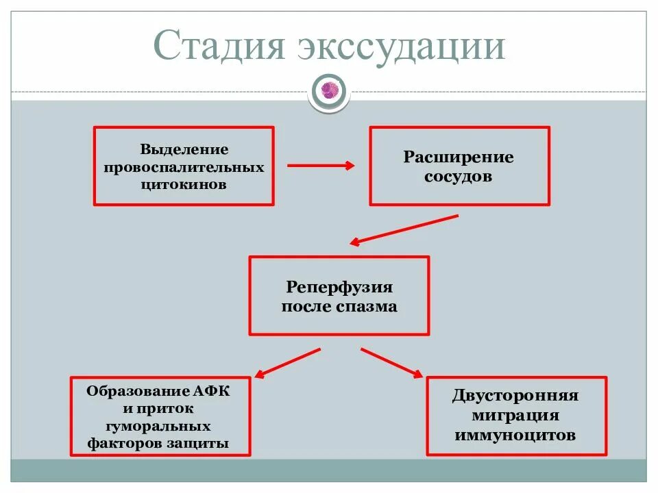 Фаза экссудации. Этапы фазы экссудации. стадии экссудации воспаления. фазы экссудации при воспалении. последовательные этапы фазы экссудации.