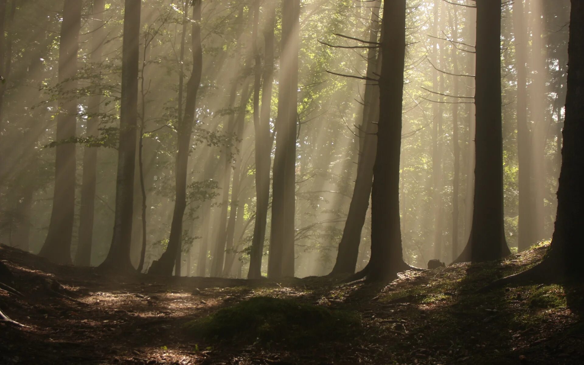 Сказочная природа. Лес днд арт. Лесная подстилка соснового леса. Страшный лес. Трепещущий лес.