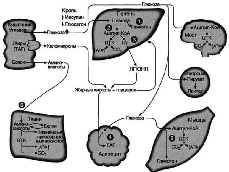 Глюкоза для печени. Схема действия инсулина на жировую ткань. Схема регуляции обмена гликогена инсулином. Инсулин регуляция Глюкозы. Схема метаболизма углеводов.