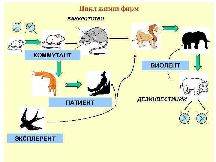 8 циклов жизни. Цикл жизни. Цикл жизни фирмы. Виоленты патиенты эксплеренты коммутанты. Фирмы виоленты, патиенты.