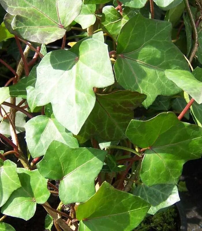 Hedera Hibernica. Плющ Hibernica. Hedera Helix Hibernica. Плющ ирландский. Плющ разновидности