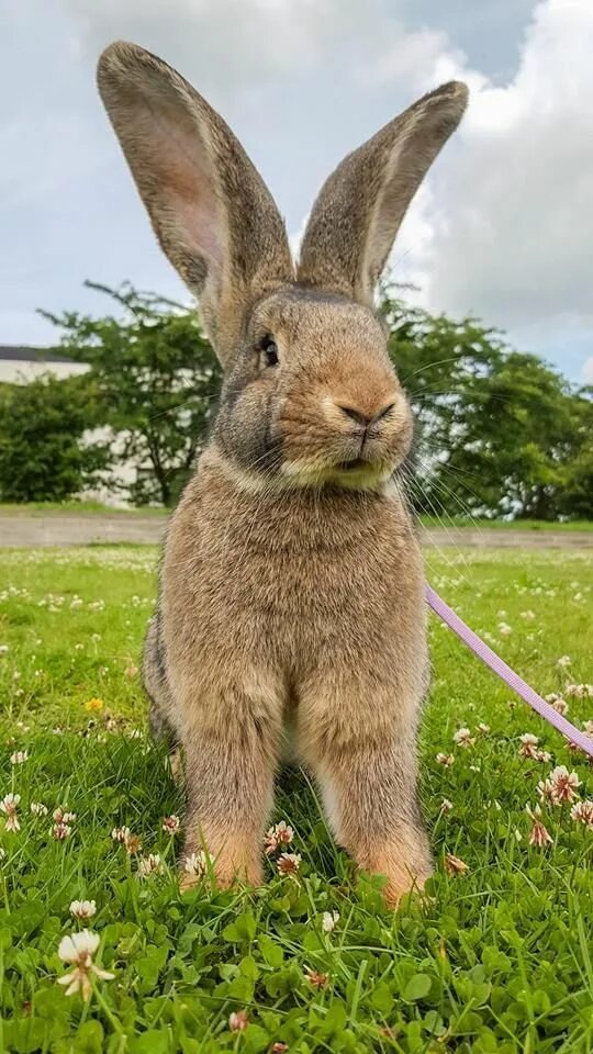 Фламандский гигантский кролик. Giant Rabbit. Кролик американский великан. Великан лопоухий кролик. Заяц сколько кг