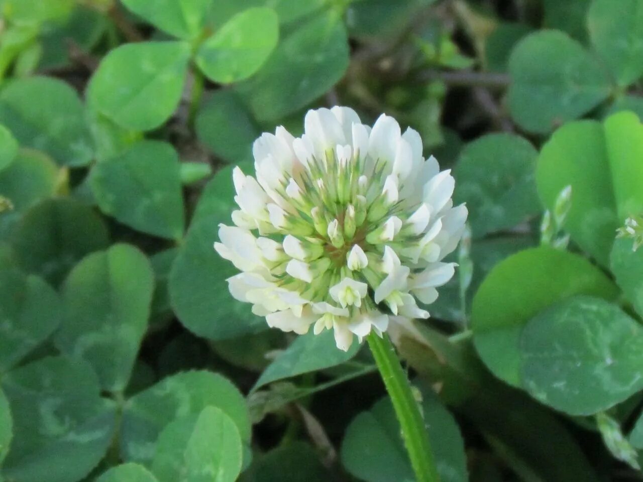 Клевер покрытосеменной. Клевер ползучий (Trifolium repens). Клевер белый ползучий. Клевер Луговой белый. Газон Клевер белый ползучий.