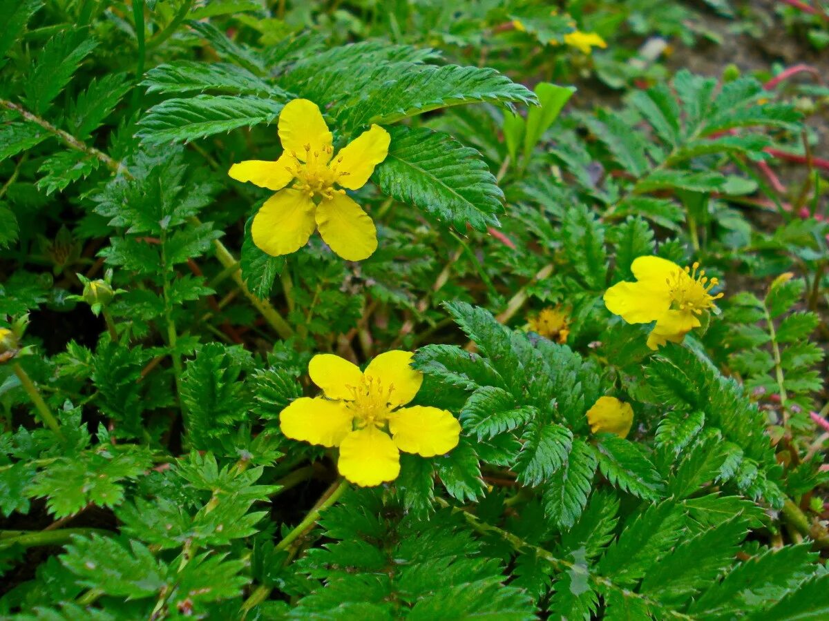 Гусиная лапка ботанический сад. Лапчатка гусиная. Лапчатка гусиная лапка. Лапчатка гусиная цветок. Гусиная лапка ботанический сад.