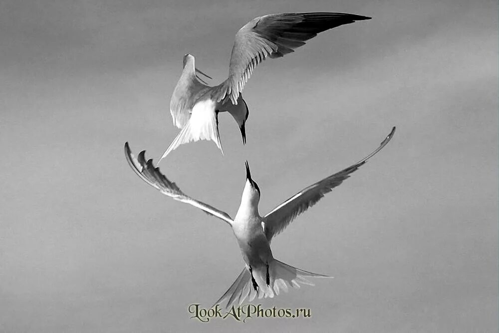 Способность птиц летать всегда привлекала человека основная. Птица в полете. У летающие две птицы. Две птицы в небе. Влюбленные птицы в полете.