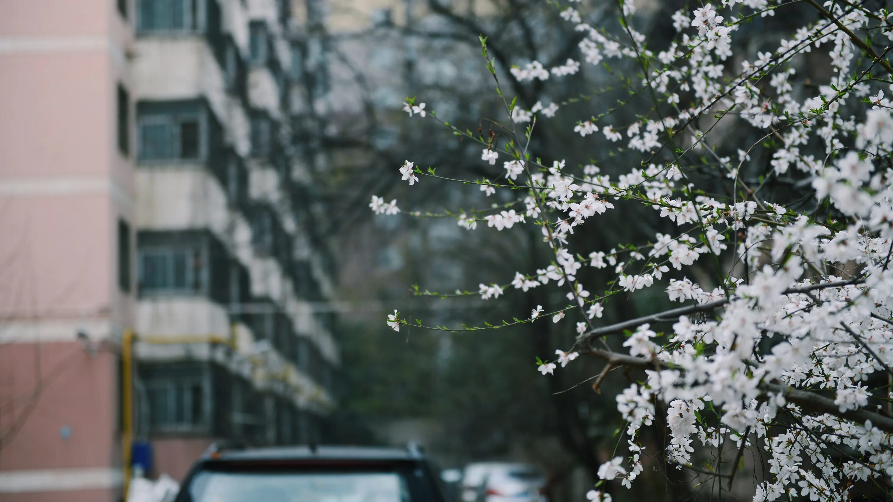 Туда где цветет. Цветущие деревья за окном. Весенний город текстура.