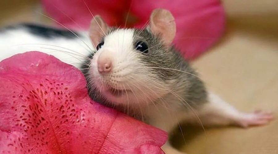 Милая мышь. Красивые крысы. Милые мышки. Красивая мышка. Милые крыски.