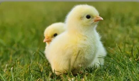 Әйелдердің қынаптарын жалап жатқан суреттері