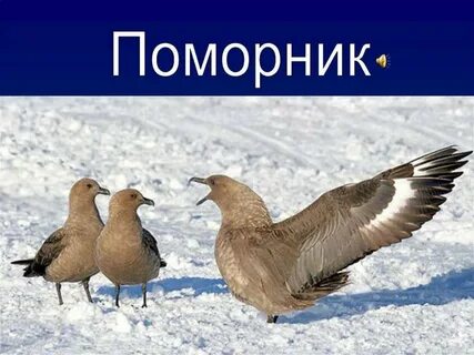 Птицы обитающие в арктике