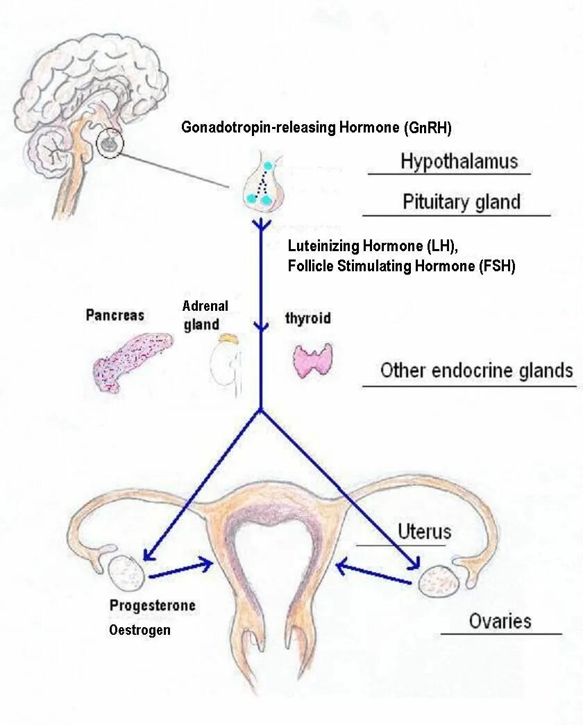 Схема регуляции менструационного цикла. Гипоталамо-гипофизарная система схема. Регуляция менструального цикла гипофизом. Гипоталамус гипофиз щитовидная железа схема. Взаимосвязь яичника